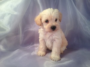 Male Schnoodle puppy for sale #10 Born March 1st 2013|If you are looking for Schnoodle breeders in Illinois, we may be close enough..Joice Iowa 50446